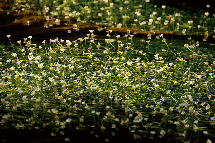 湧水に咲く梅花藻