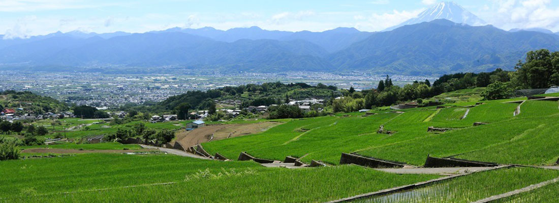 棚田