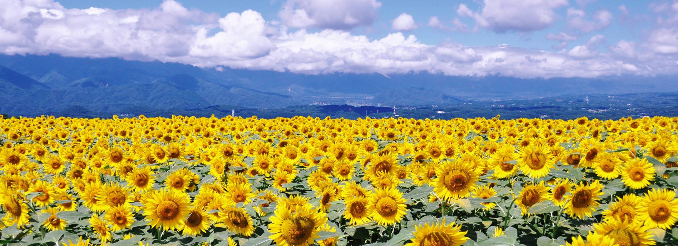 明野ひまわり畑