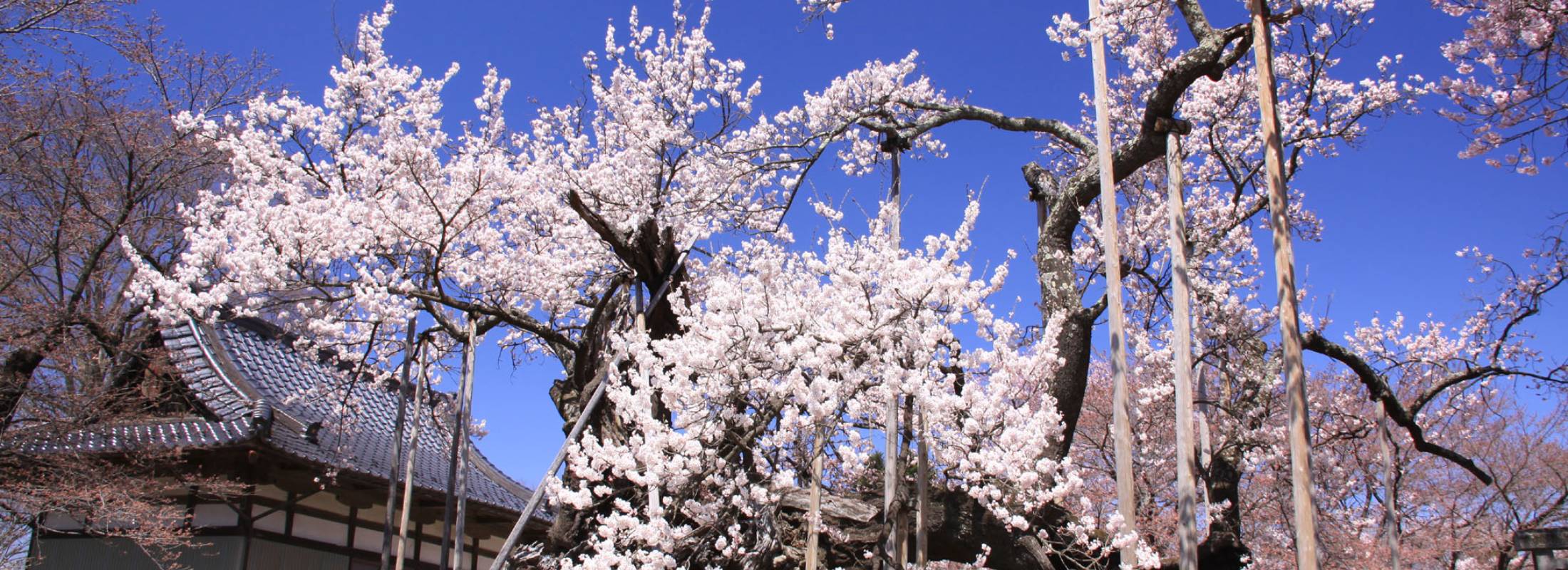 山高神代櫻
