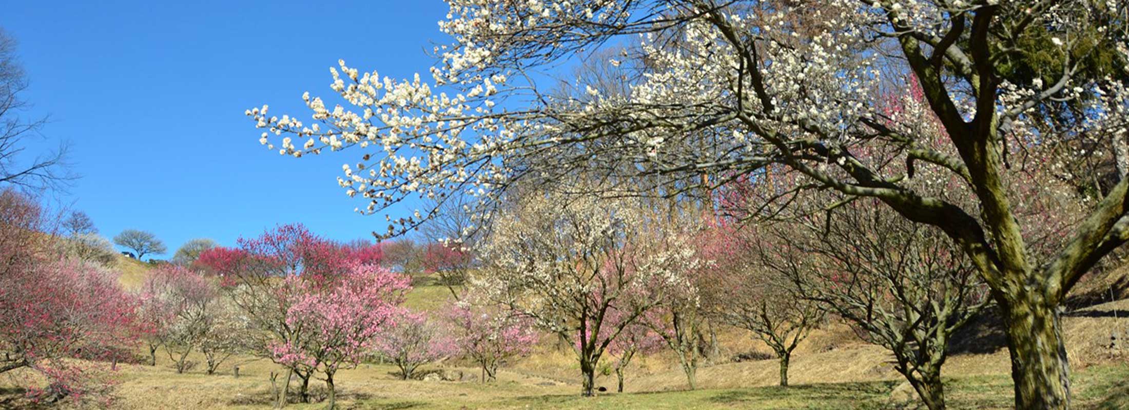 敷島総合公園の梅
