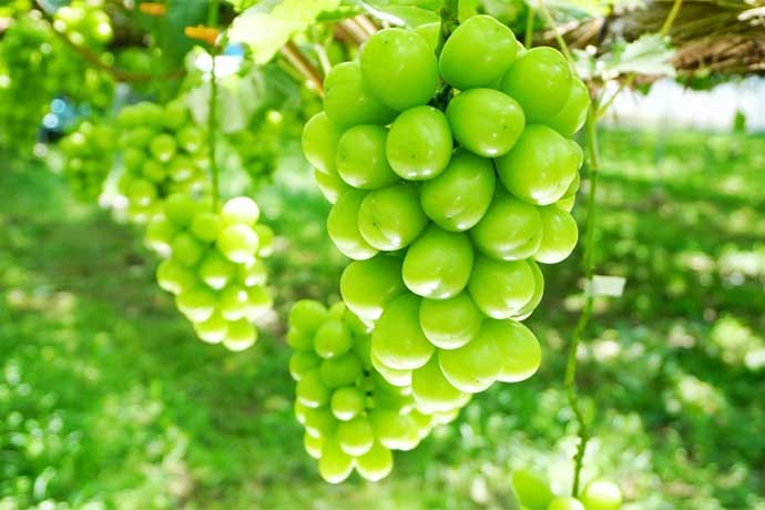 シャインマスカット