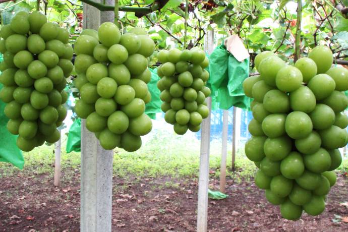 特産品のシャインマスカット