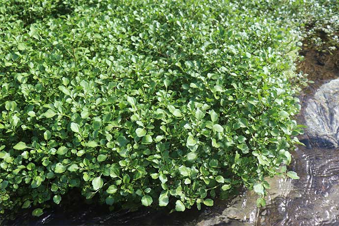 道志村の特産品「クレソン」