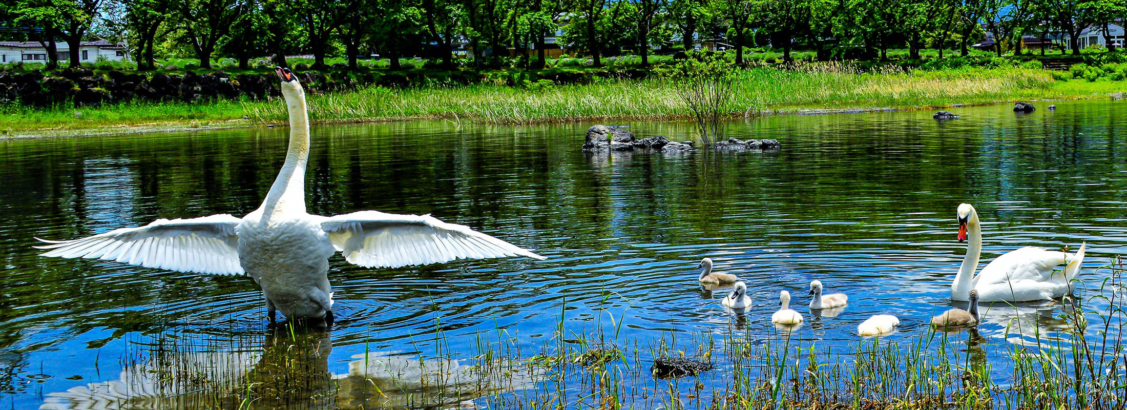 swan