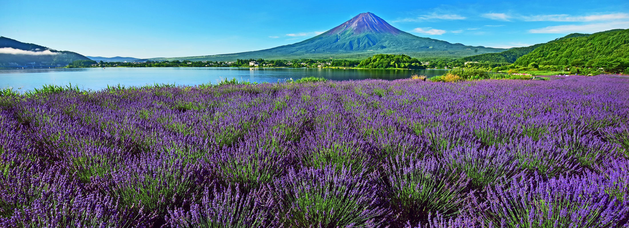 lavender