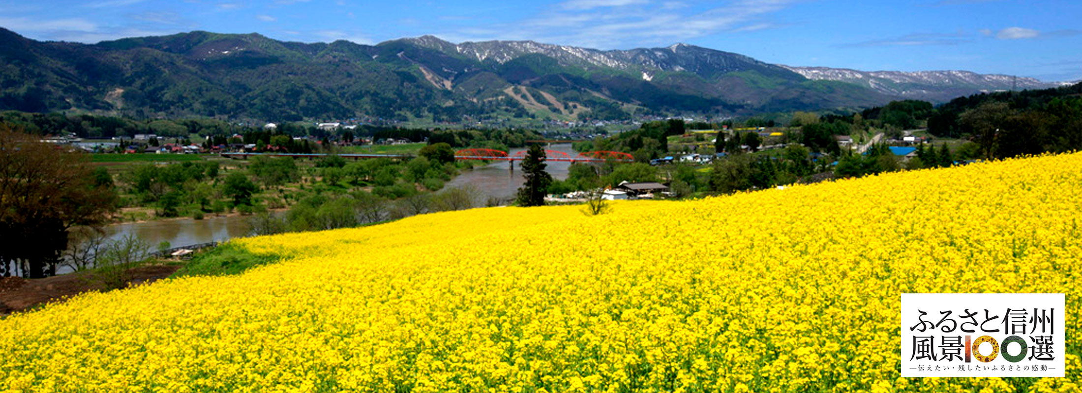 菜の花公園(飯山市)