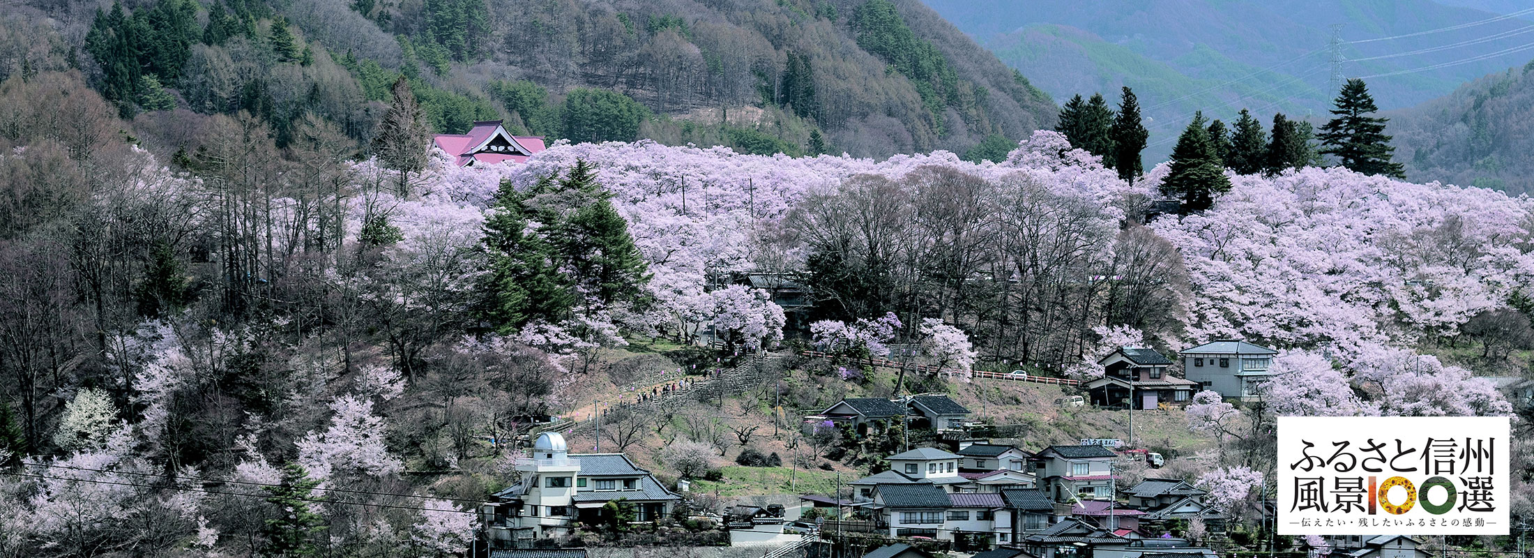 六道の堤と高遠桜(伊那市)