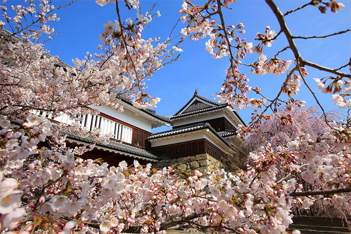 真田氏ゆかりの上田城千本桜