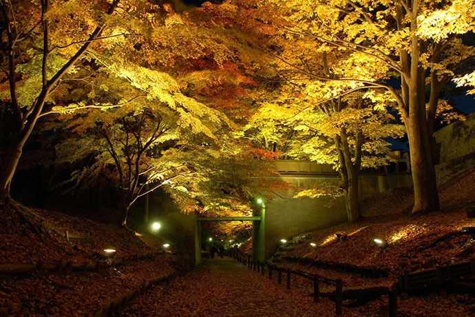 上田城跡公園けやき並木