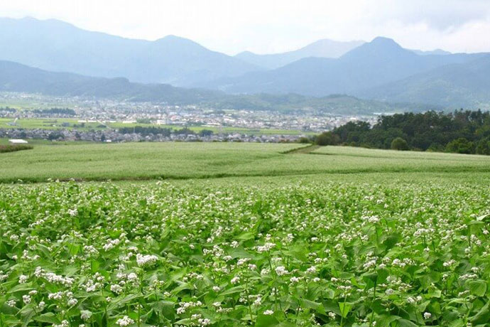 一面に広がるソバの花