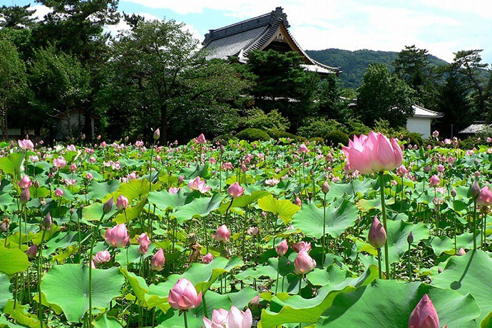 信濃国分寺の蓮の花