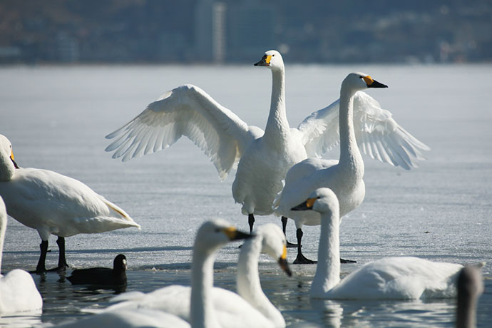 諏訪湖に飛来する白鳥