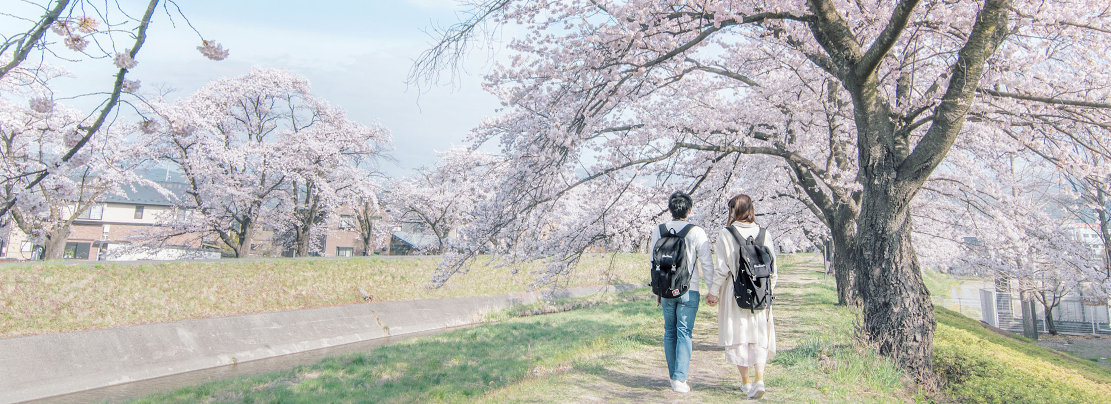 横河川の桜並木