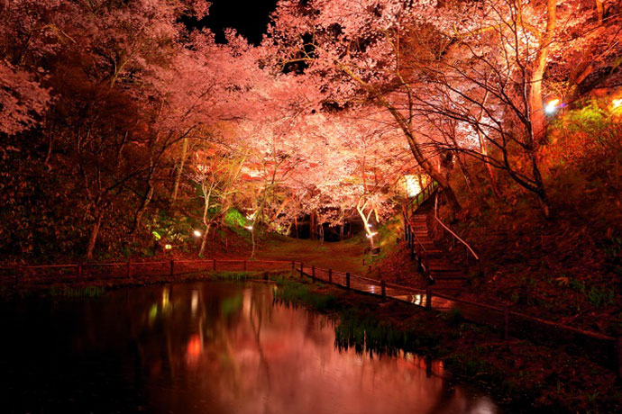 高遠城址公園の堀に映える夜桜