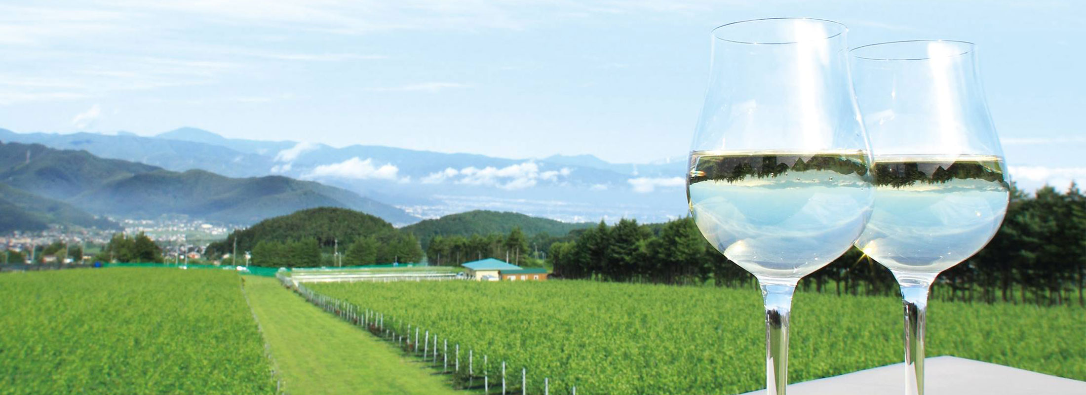 サンサンワイナリー畑にグラス