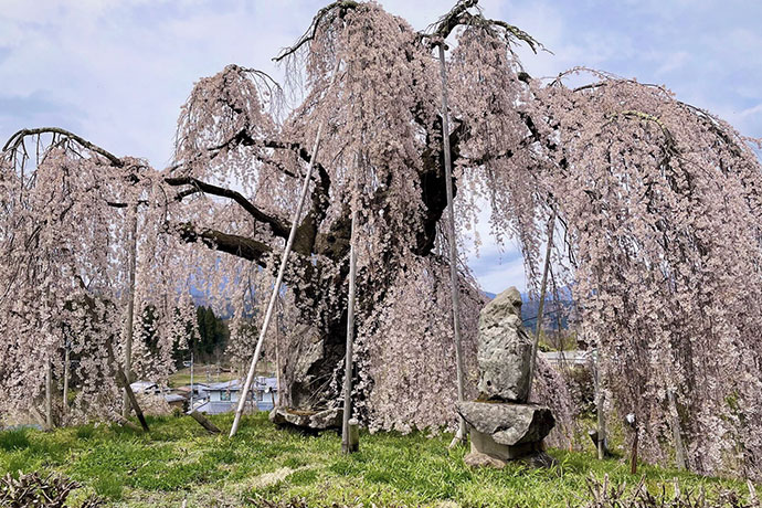 袖之山の一本桜