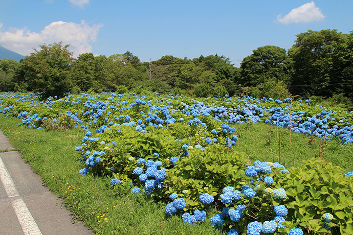 夏のあじさい