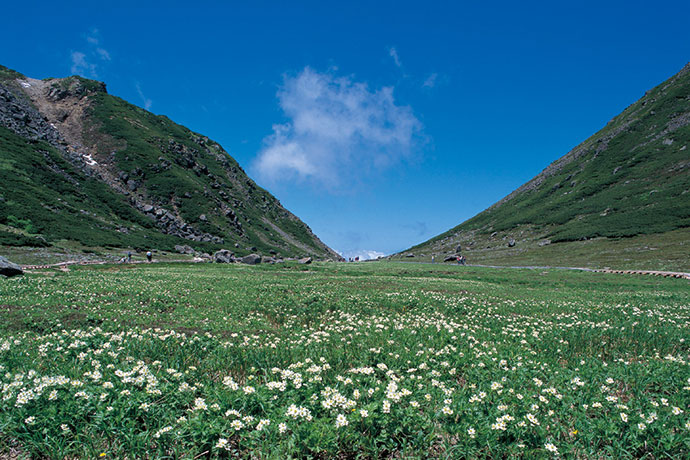 乗鞍の花畑