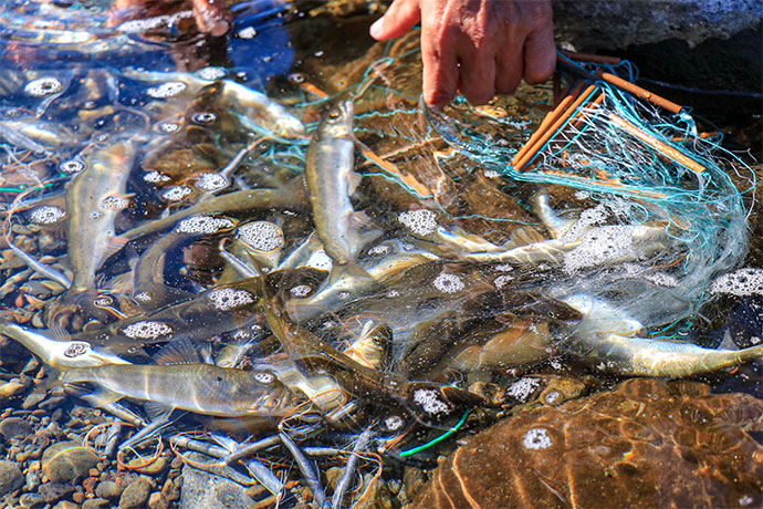 新鮮な川魚