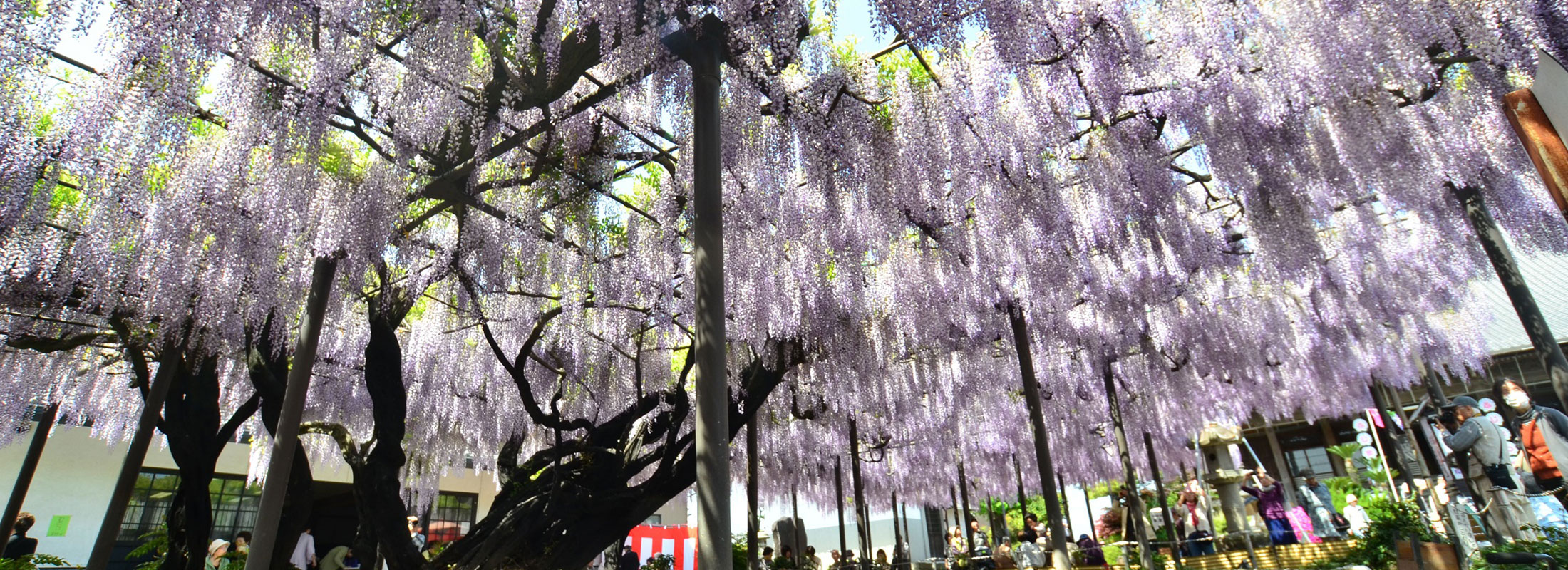 竹鼻別院のフジ