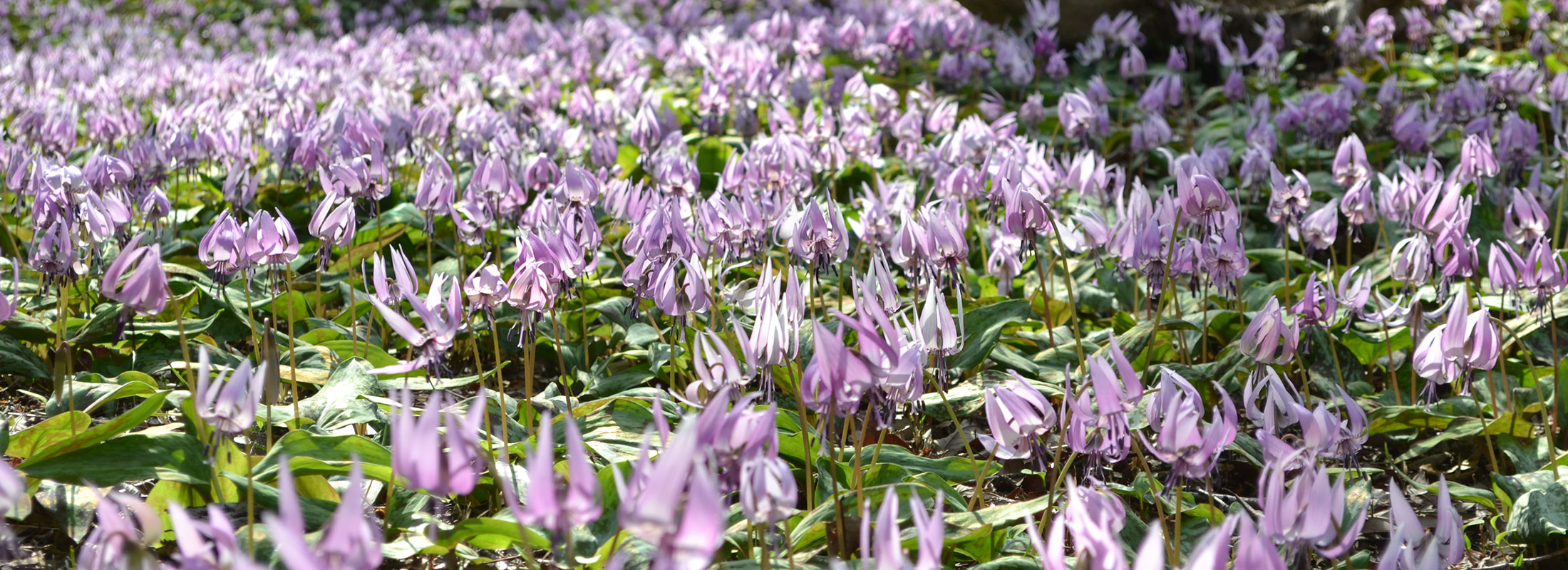 カタクリの花.JPG