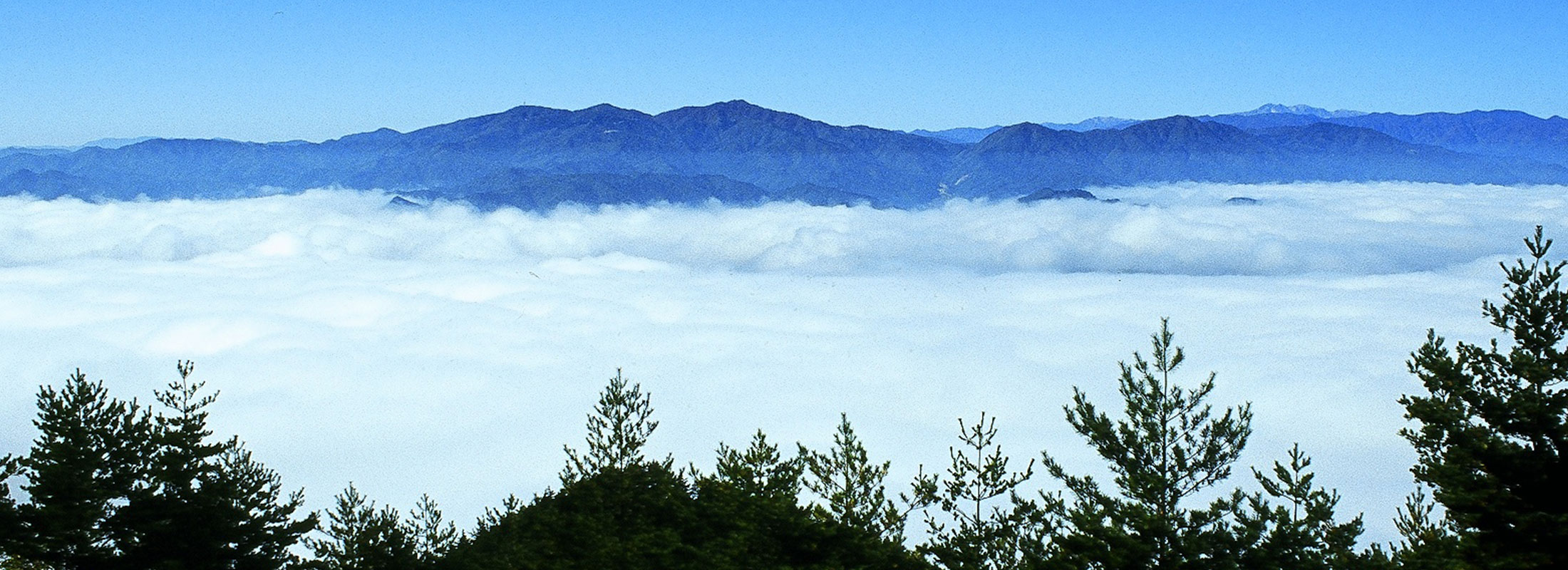 朝霧