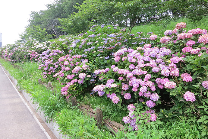 地元の風景