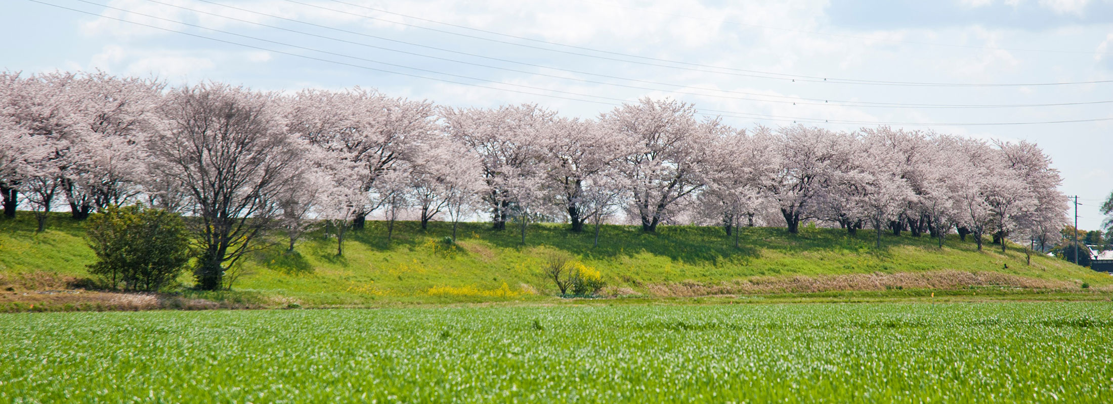 輪中堤桜