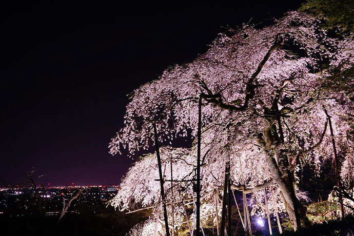 しだれ桜と夜景（フォトコンテストより）