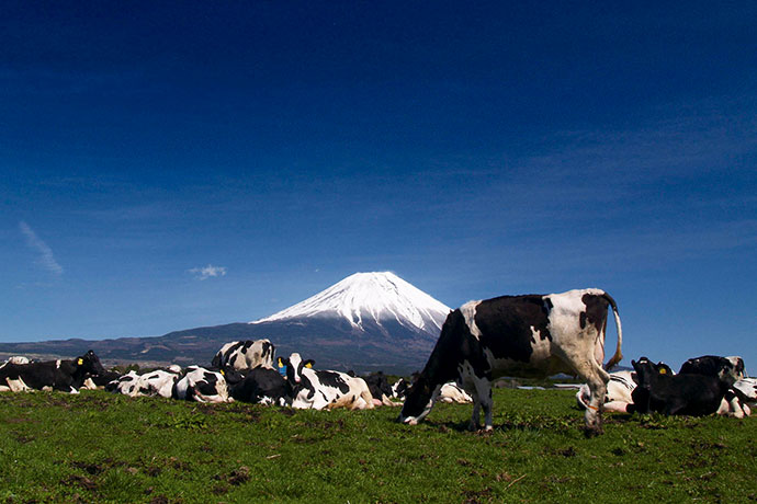 富士山と牛（朝霧高原）