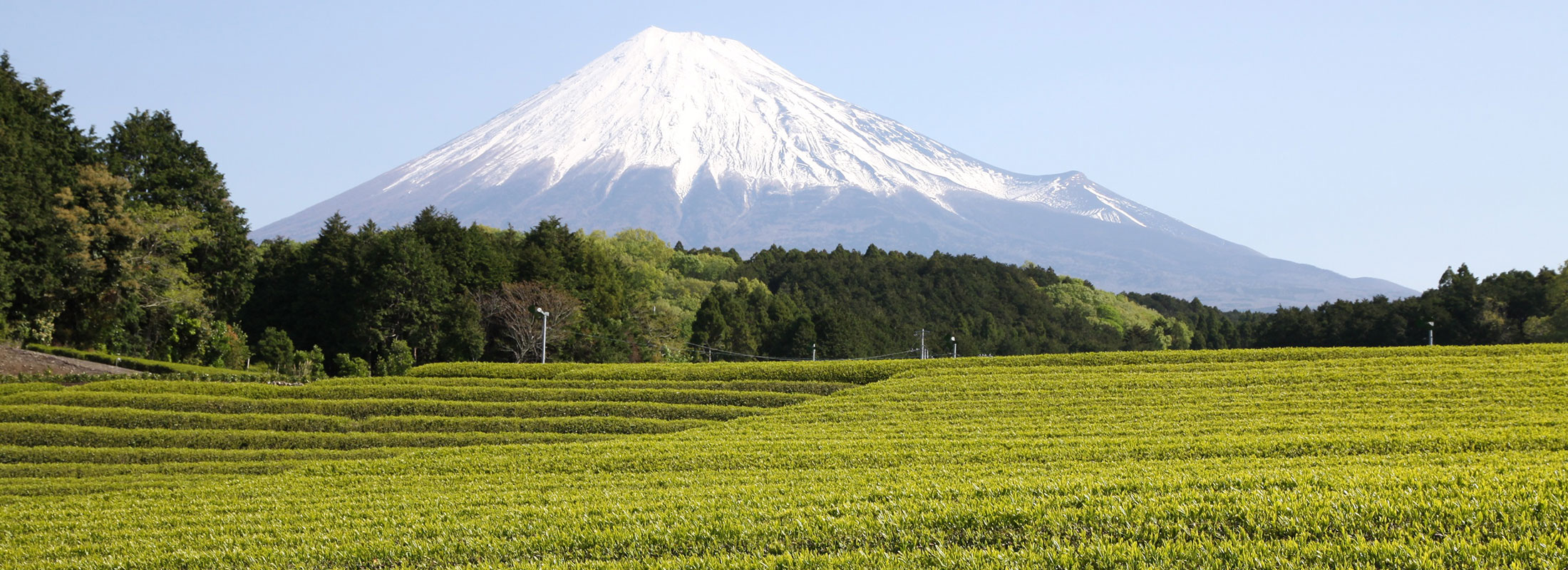 富士山と茶畑