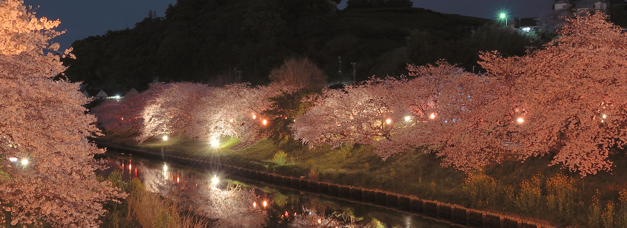 夜桜