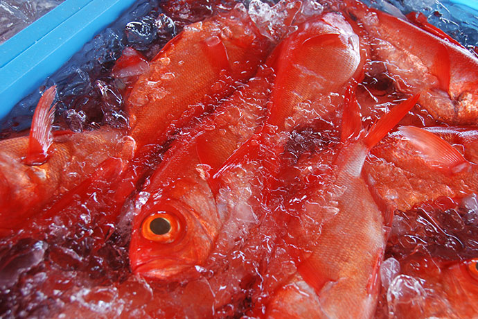 港を彩る赤い宝石『稲取キンメ』