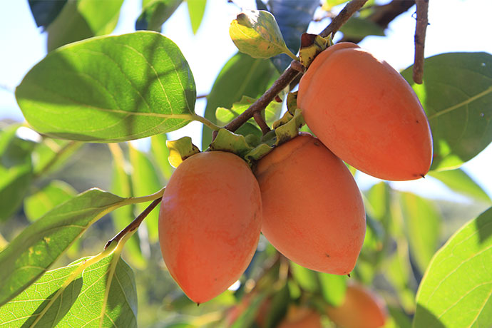 日本一の生産量を誇る幸田町の特産「筆柿」