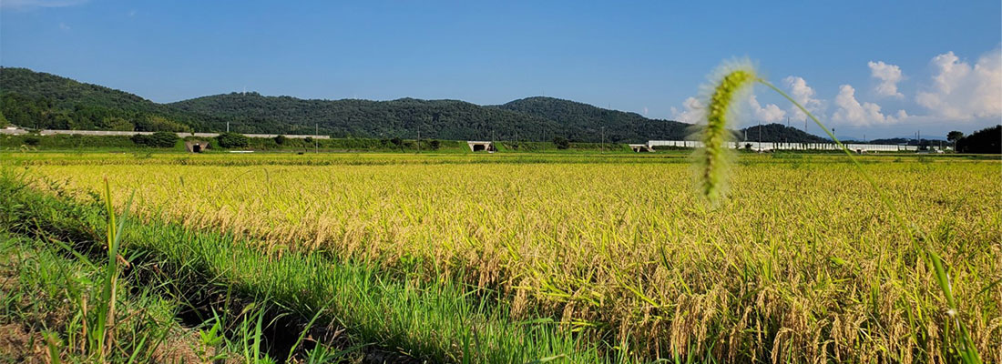 風景