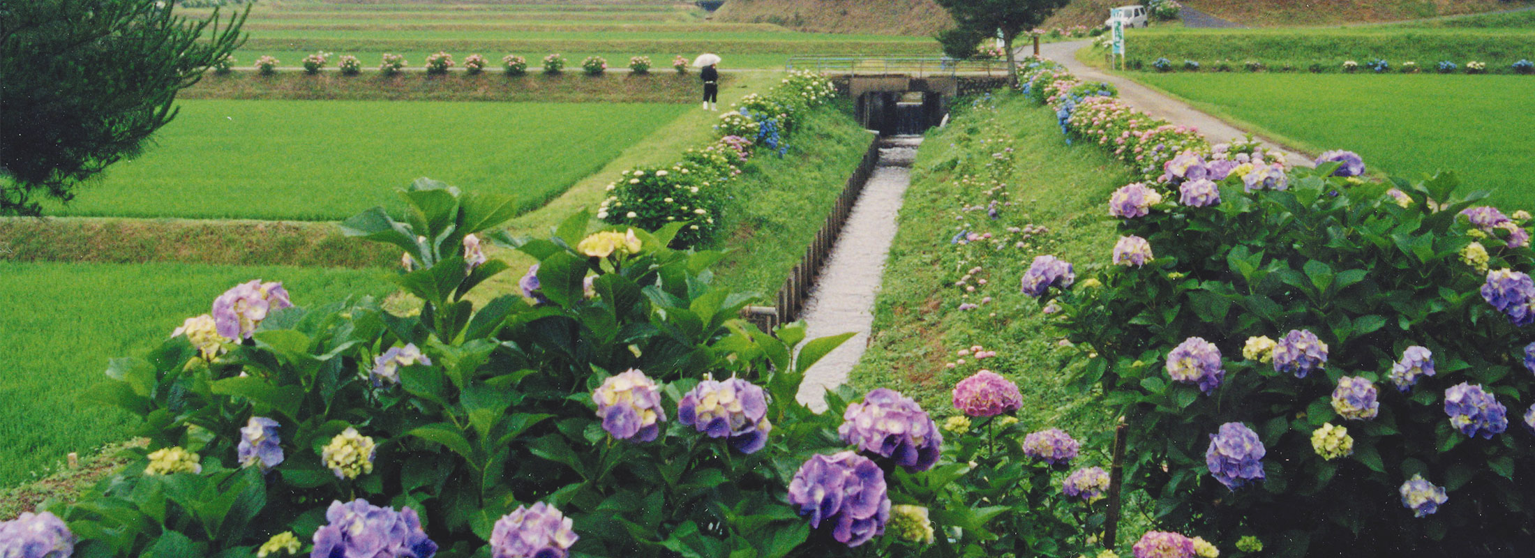 丹生のあじさい