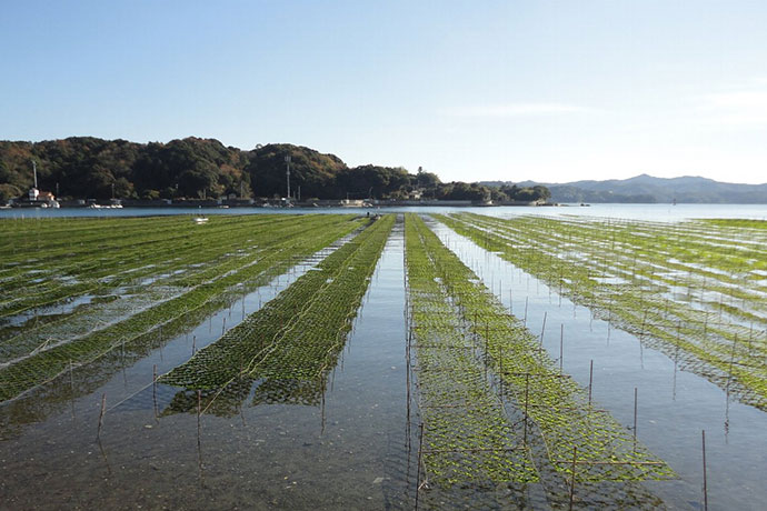 冬になると海にはあおさの絨毯が広がります