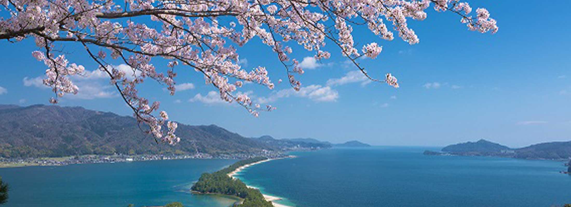 天橋立 桜