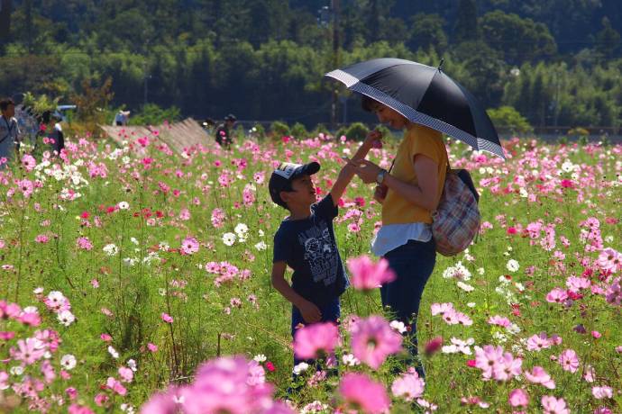 京都丹波/亀岡「夢コスモス園」