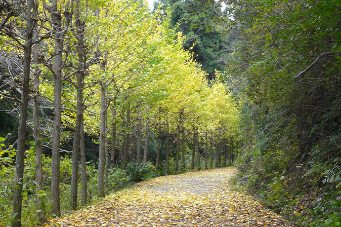 奥山雨山自然公園のイチョウ並木