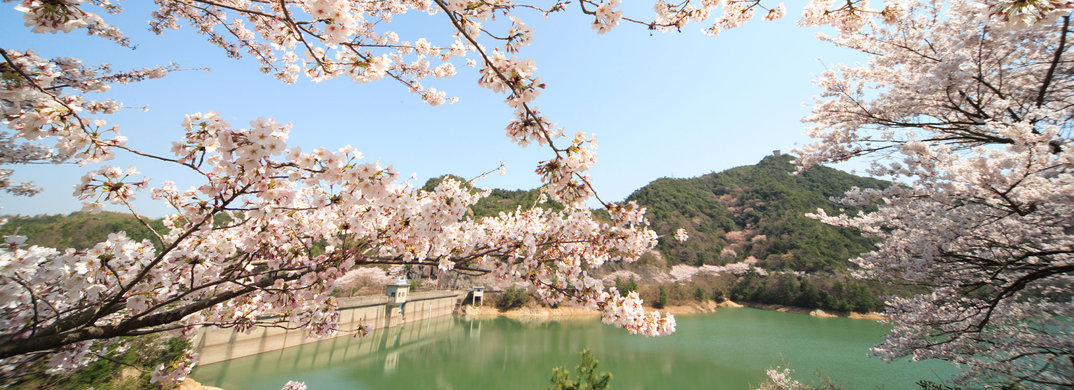 桜の名所（永楽ダム）