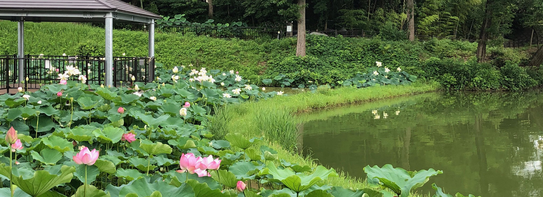 長池オアシスのハスの花