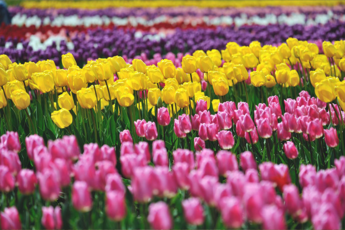 たんとうチューリップまつり