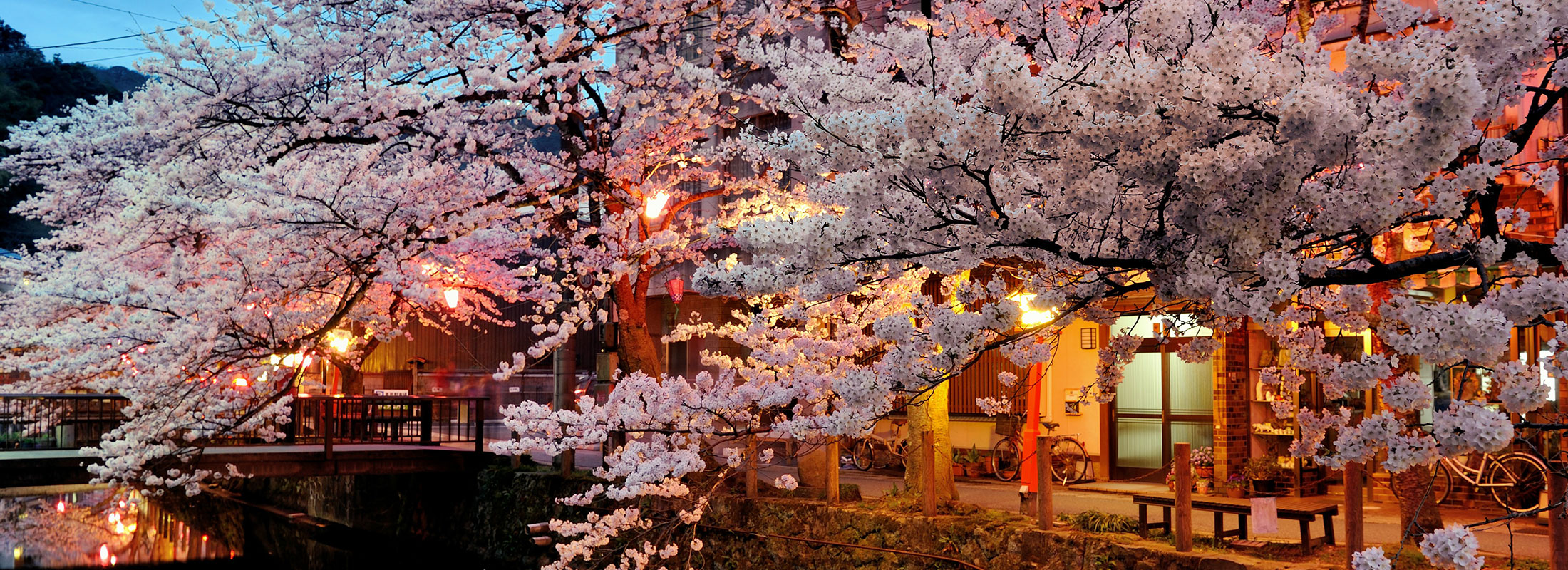 城崎と桜