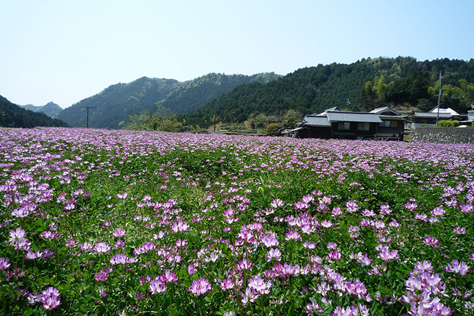 春になると田んぼ一面に咲くれんげ畑