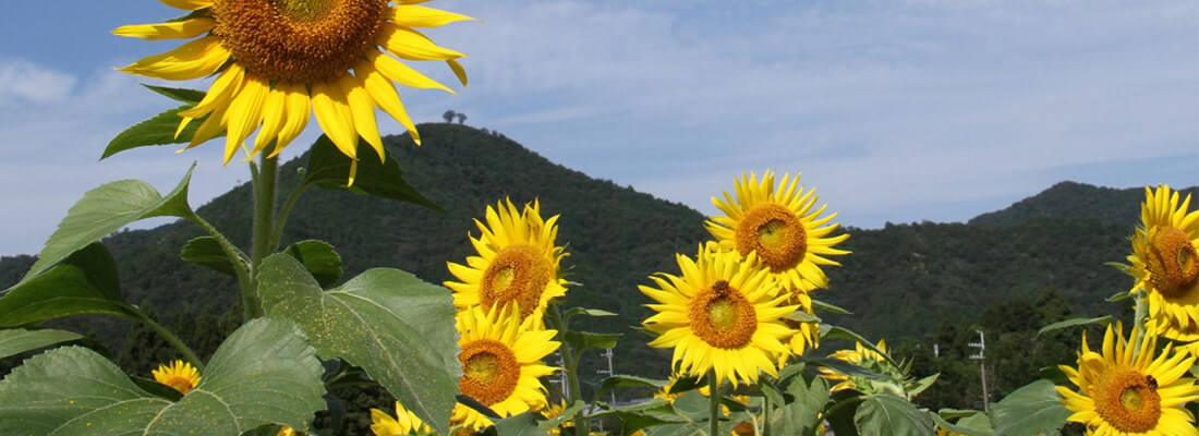 ひまわり畑