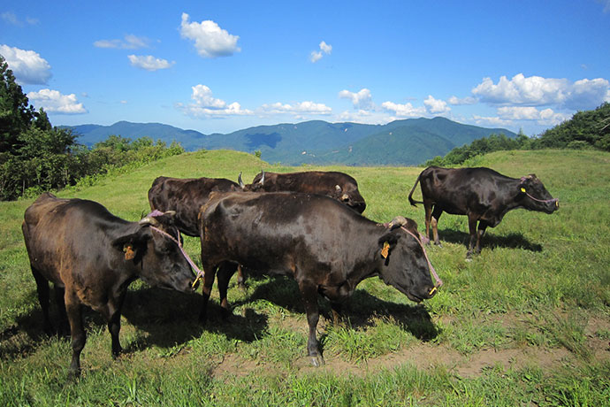 但馬牛の名牛「田尻号」の血統が、全国の高級黒毛和牛の母牛の99.9％に引き継がれています。