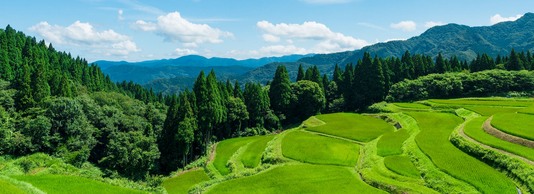 うへ山の棚田