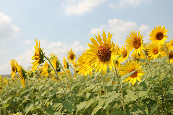 県立馬見丘陵公園のひまわり(広陵町花)